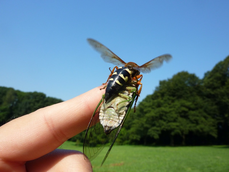 A man crashed his car after a cicada hit him in the face