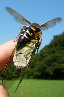 Cicada Killer Wasp on Elias' Finger