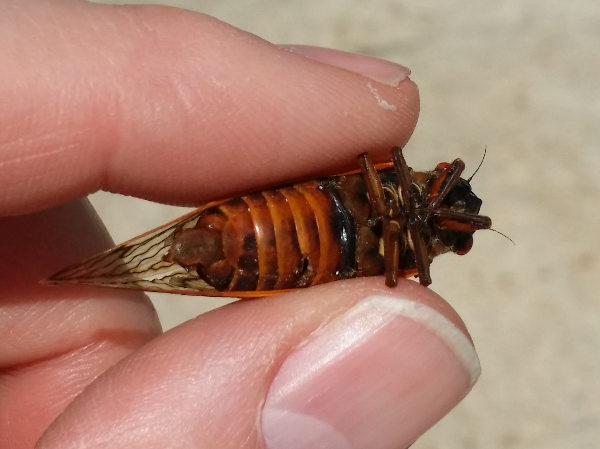 Gas Station Cicada