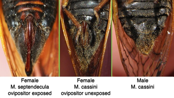 A detail of the genitals of two species of Magicicada