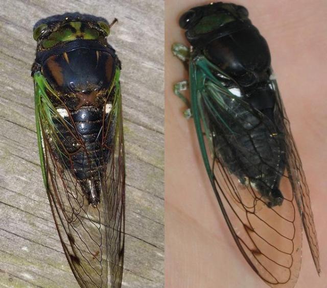 Color variations in chloromera tibicen