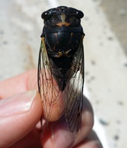 Neotibicen lyricen engelhardti aka Dark Lyric Cicada