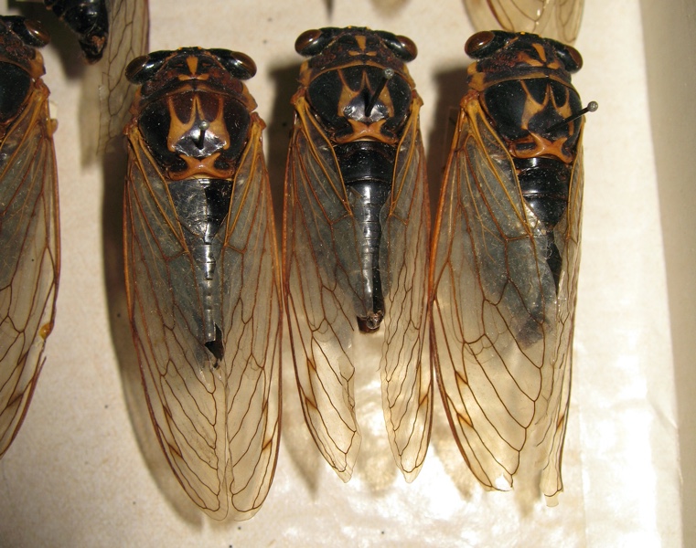Tibicen bermudiana at the SI Museum by Roy Troutman