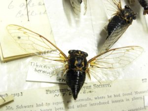 Tibicen bermudiana collection at the Staten Island Museum by Roy Troutman