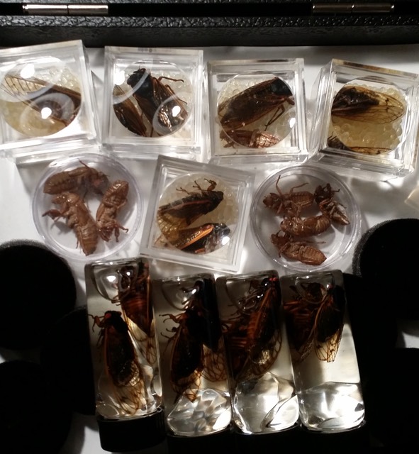 Magicicada specimens