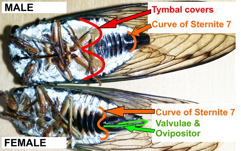 male and female cicadas compared