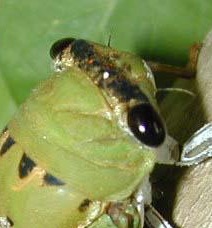 Identifying Neotibicen Cicadas - Cicada Mania