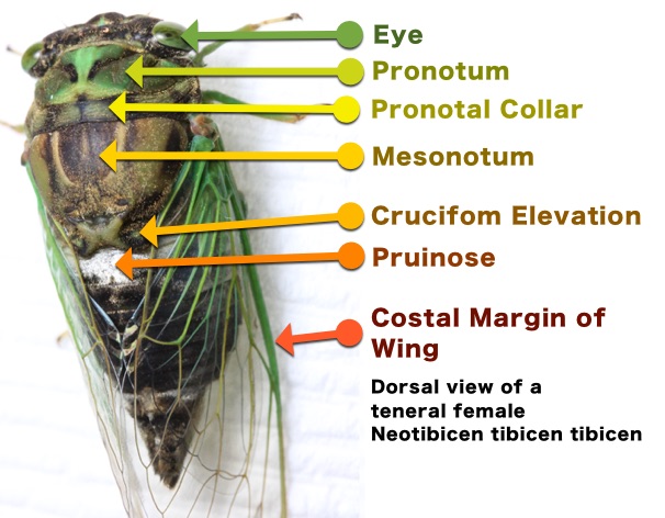 Cicada Anatomy