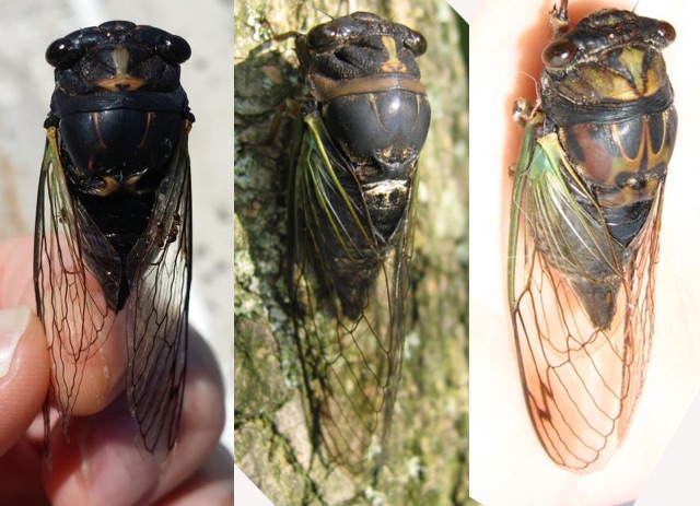 Lyric cicadas compared