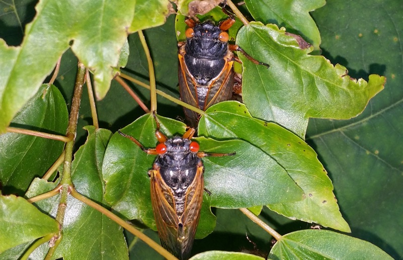 Red and Orange eyes; Brood V