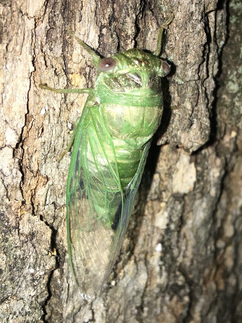 Teneral Neotibicen auletes 3