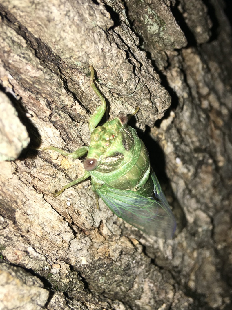 Teneral Neotibicen auletes 4