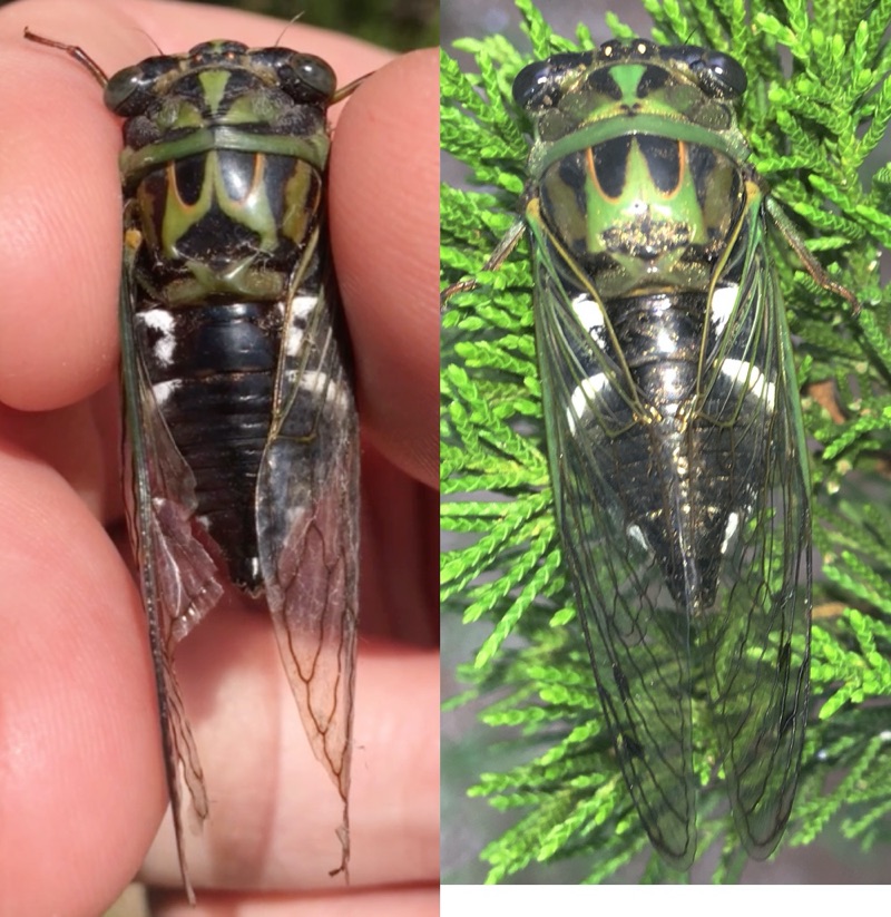 Dorsal view of two latifasciatus males