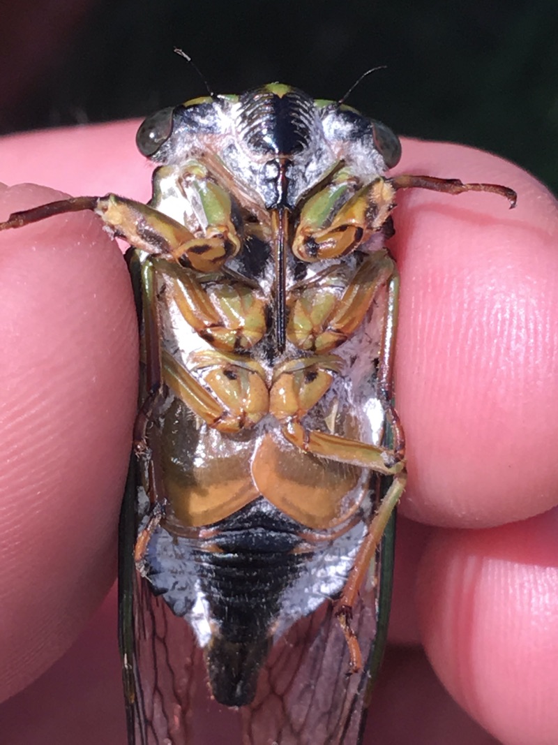 Neotibicen latifasciatus abdomen