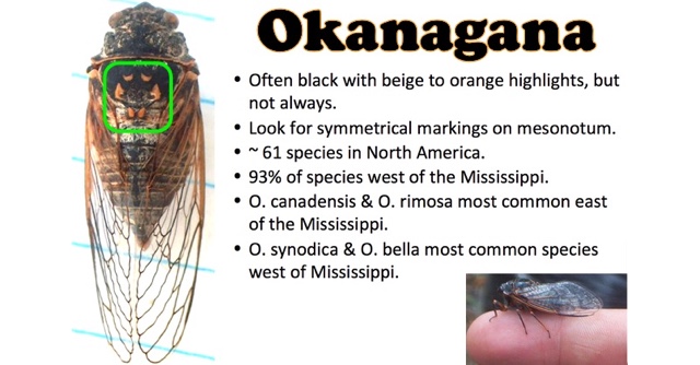 Okanagana cicadas