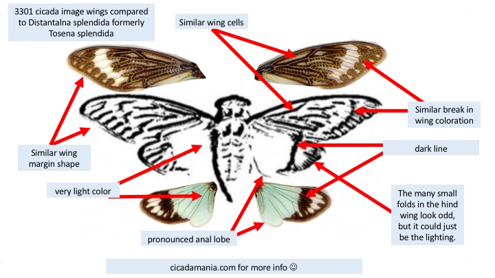 cicada 3301