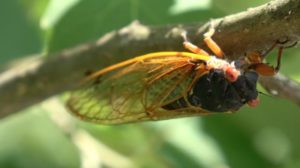 Magicicada septendecim cicadas live 17 years.