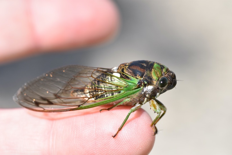 Neotibicen tibicen tibicen 5