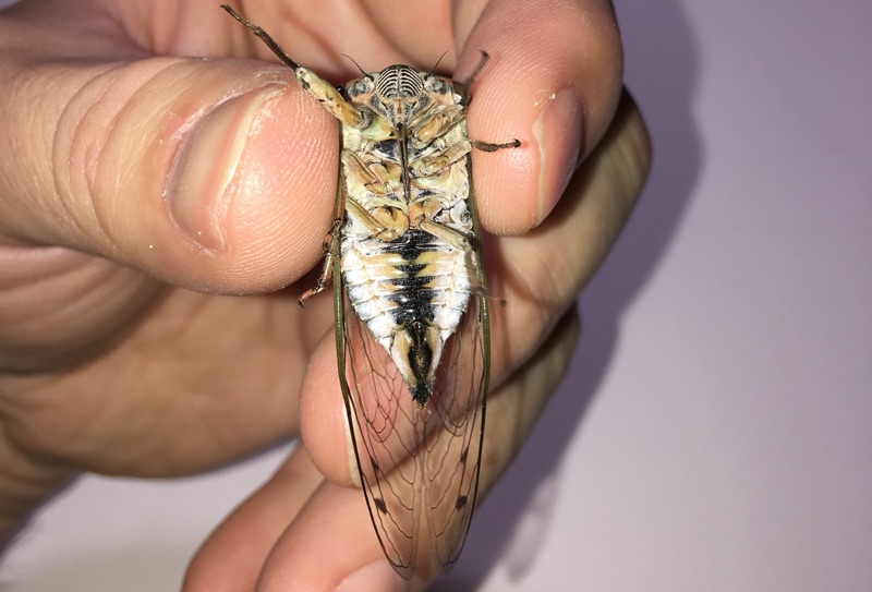 female Neotibicen canicularis