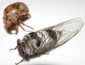 Megatibicen auletes, the largest cicada in North America