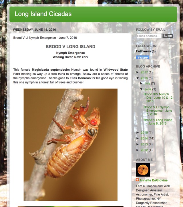 Long Island Cicadas