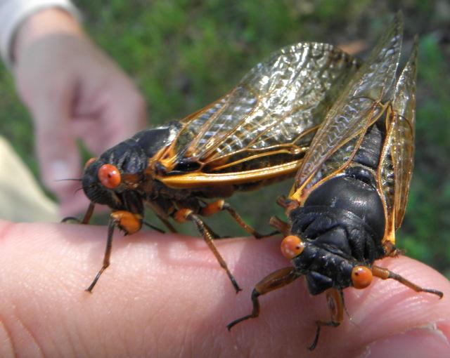 A pair of Magicicada septendecim; Brood II