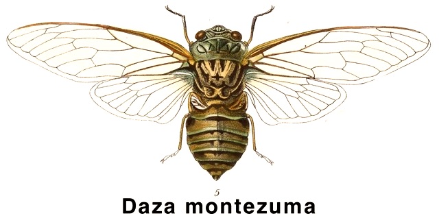 Daza montezuma