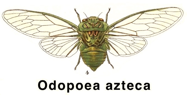 Odopoea azteca Distant, 1881