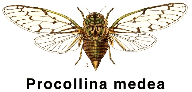 Procollina medea (Stål, 1864)