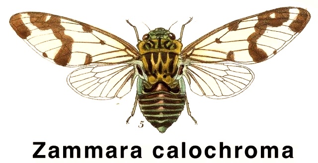 Zammara calochroma Walker, 1858