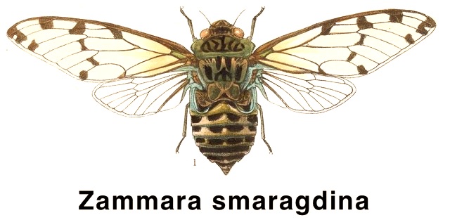 Zammara smaragdina Walker, 1850