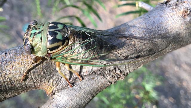 Megatibicen resh molting adult