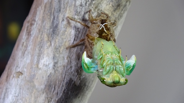 Molting Morning Cicada