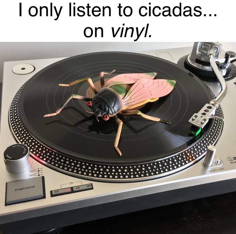 I only listen to cicadas on vinyl
