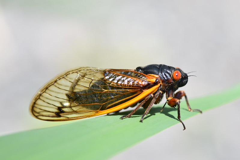 Adult Magicicada septendecim on a leaf