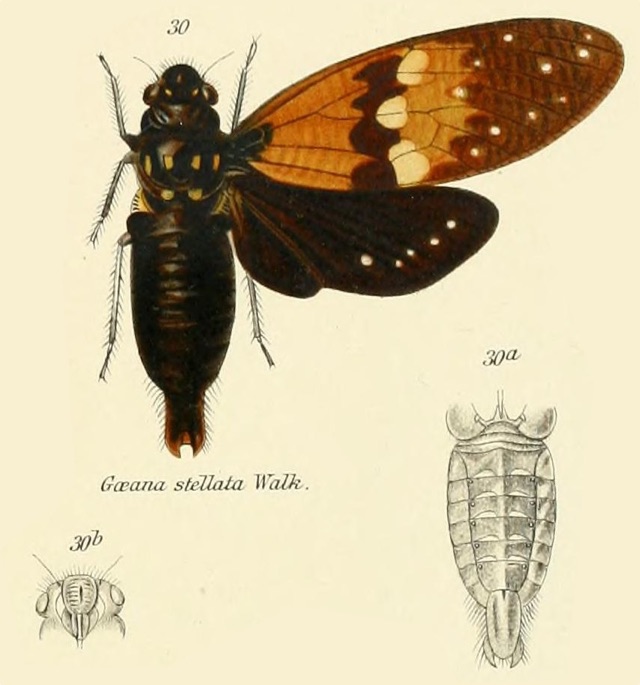 Ambragaeana stellata stellata (Walker, 1858)