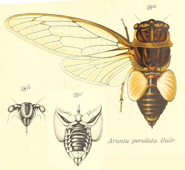 Arunta perulata (Guérin-Méneville, 1831)