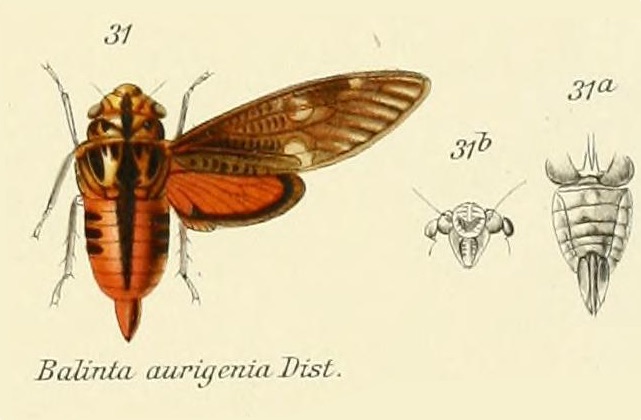 Balinta auriginea Distant, 1905