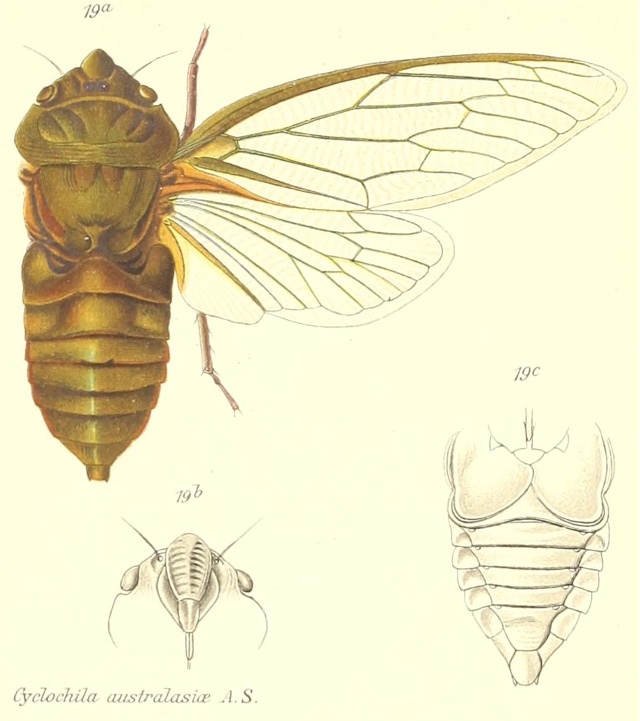 C. australasiae (Donovan, 1805) 