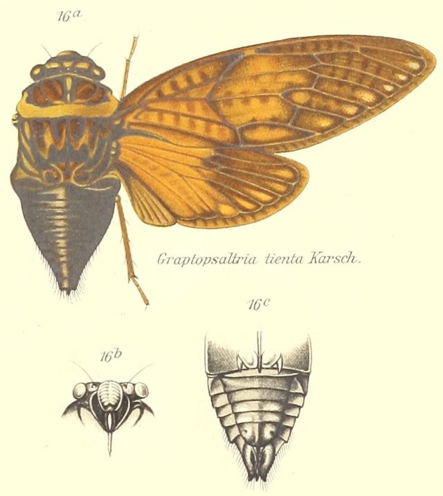 Graptopsaltria bimaculata Kato, 1925