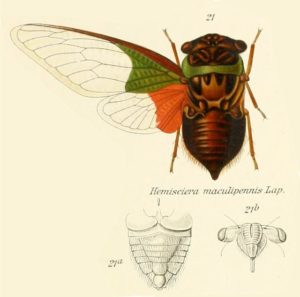 Hemisciera maculipennis (de Laporte, 1832)