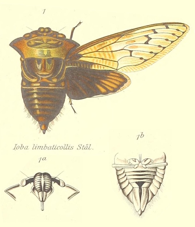 Ioba limbaticollis (Stål, 1863)