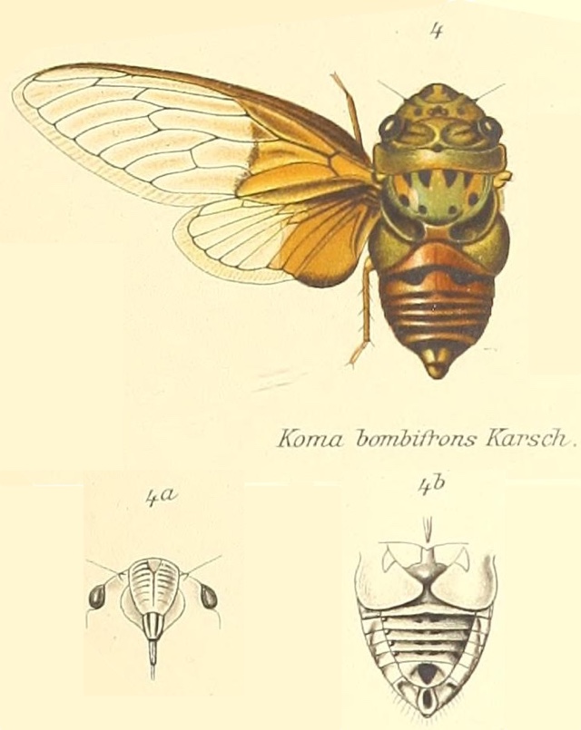 Koma bombifrons (Karsch, 1890)