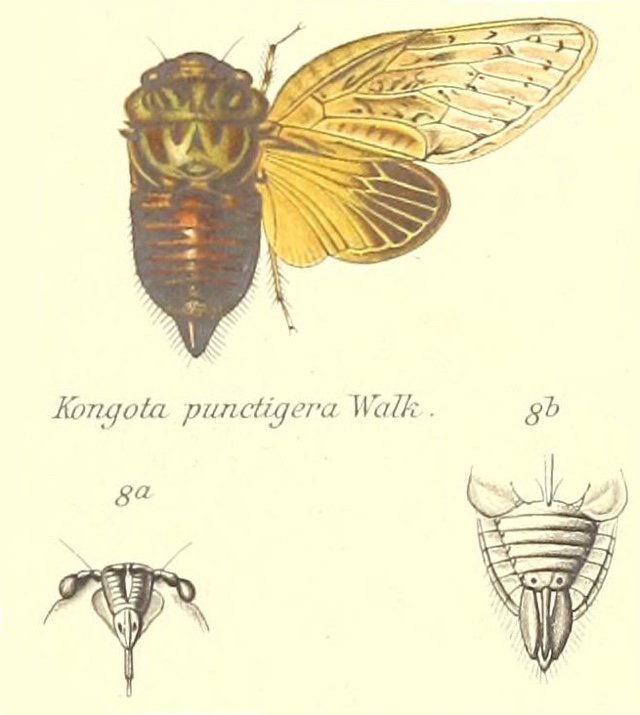 Kongota punctigera (Walker, 1850)