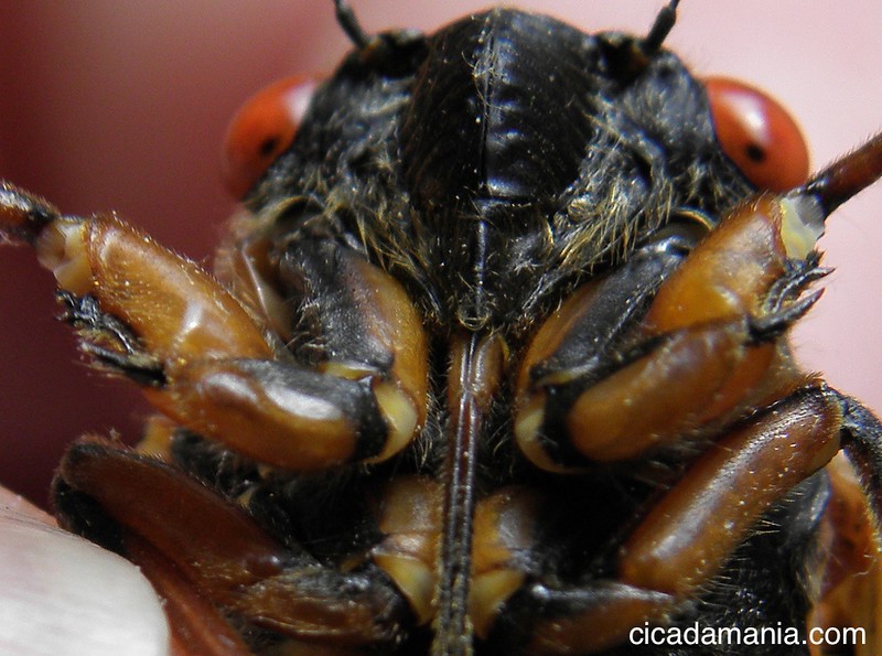 Magicicada septendecim Cicada face