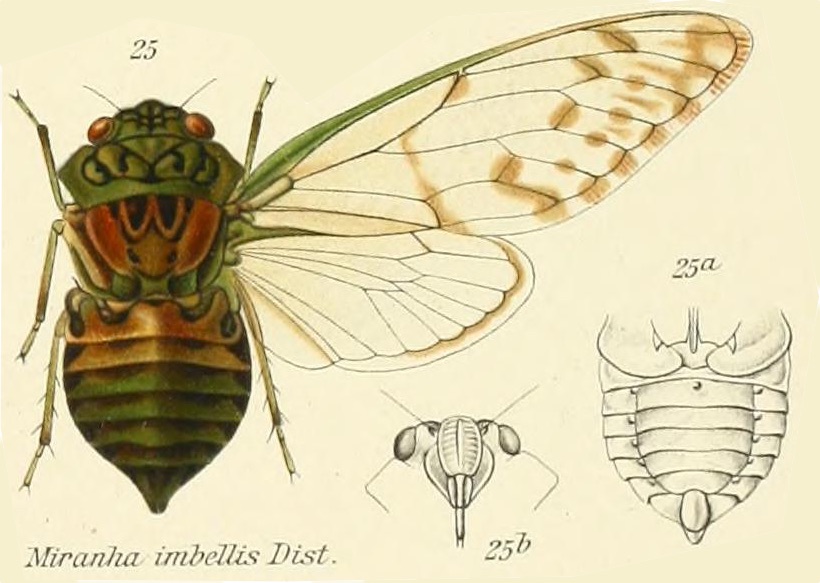 Miranha imbellis (Walker, 1858)