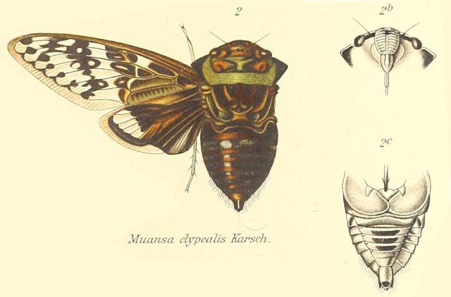 Muansa clypealis (Karsch, 1890)