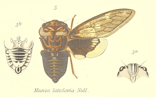 Munza laticlavia