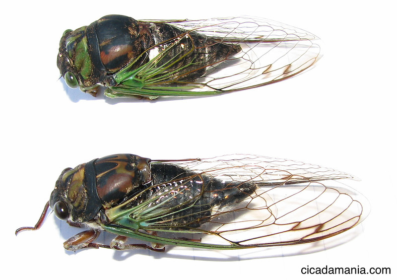 Neotibicen tibicen (top) and female Neotibicen lyricen (bottom)