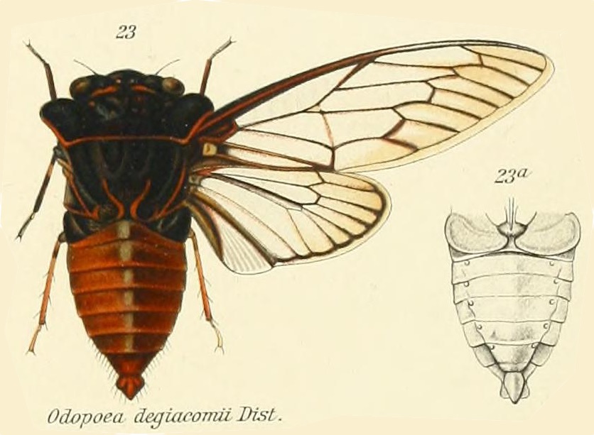 Odopoea degiacomii Distant, 1912